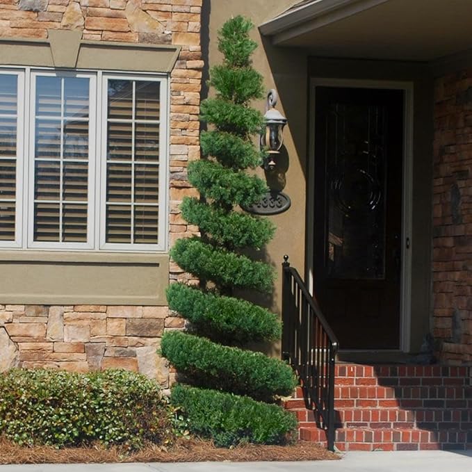 Brighter Blooms - Southern Living® Spartan Juniper, 1-2 ft. - No Shipping to AK, AZ, CA, HI