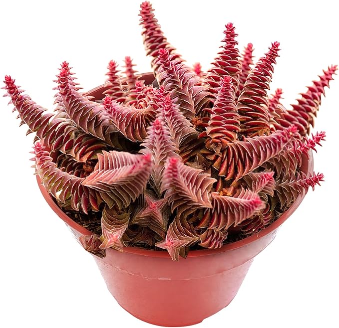 Sprout N Green Shark's Tooth, Live Crassula corymbulosa Succulent in 4" Pot with Soil Mix, Rare House Plant for Home Office Wedding Indoor Outdoor Decoration, DIY Projects, Party Favor, Pet Friendly