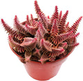 Sprout N Green Shark's Tooth, Live Crassula corymbulosa Succulent in 4" Pot with Soil Mix, Rare House Plant for Home Office Wedding Indoor Outdoor Decoration, DIY Projects, Party Favor, Pet Friendly