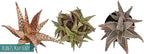 Live Aloe Plant Succulents (3 Pack), Succulents Plants Live in Potting Soil, Potted Succulents Live Plants, Star Aloe Plants Live in Cacti Pots, Cactus Plants Live Succulent Plants by Plants for Pets