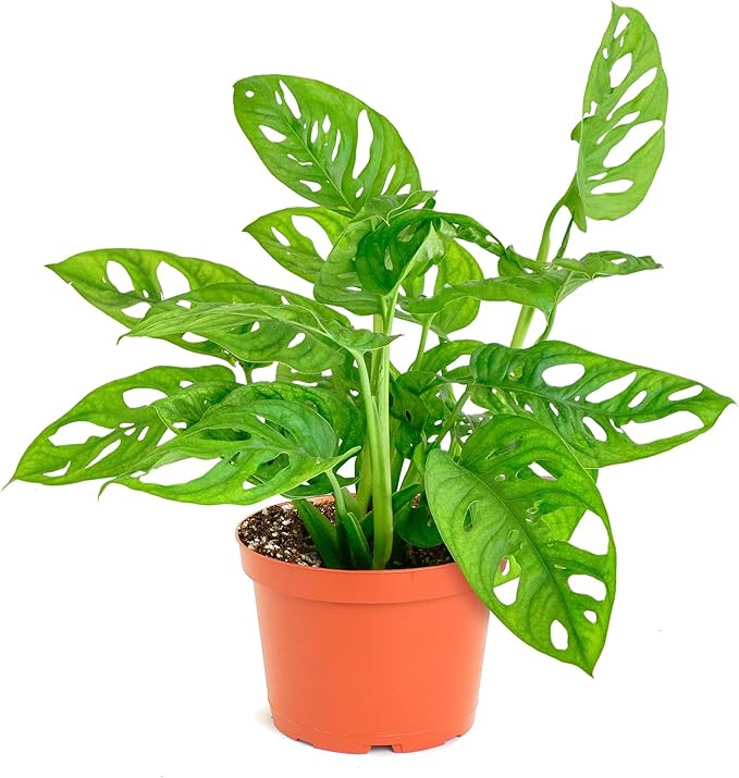 Shop Succulents Monstera Adansonii Trailing Plant, Live Indoor Plant, Easy Care Swiss Cheese Houseplant in Nursery Pot, Air Purifying Plant in Soil, Housewarming, Home Décor, 6" Pot