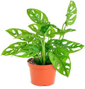 Shop Succulents Monstera Adansonii Trailing Plant, Live Indoor Plant, Easy Care Swiss Cheese Houseplant in Nursery Pot, Air Purifying Plant in Soil, Housewarming, Home Décor, 6" Pot