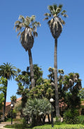 California Fan Palm 10 Seeds - Washingtonia
