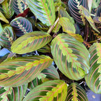 Red Prayer Plant, Red Maranta, Gorgeous Live Indoor Plant, Easy to Care and Rare Variety 4 inch Pot