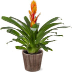 Green Circle Growers 5" Orange Vriessa Bromeliad in Brown Wilson Wood Planter, Live Plant