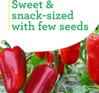 Bonnie Plants Snacking Red Pepper 19.3 oz. 4-pack