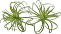 Artificial Flocking Tillandsia Air Plants Faux Succulents Bromeliads for Indoor/Outdoor Garden and Home Decor, Terrarium Decorations, Arrangements, Office, and Displays (2, Mini Small)