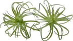 Artificial Flocking Tillandsia Air Plants Faux Succulents Bromeliads for Indoor/Outdoor Garden and Home Decor, Terrarium Decorations, Arrangements, Office, and Displays (2, Mini Small)