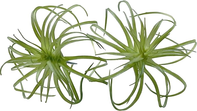 Artificial Flocking Tillandsia Air Plants Faux Succulents Bromeliads for Indoor/Outdoor Garden and Home Decor, Terrarium Decorations, Arrangements, Office, and Displays (2, Mini Small)