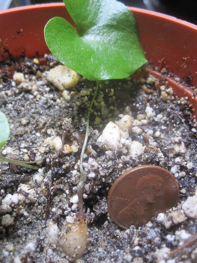Dioscorea Elephantipes Seeds, Elephant's Foot Turtle Back Rare Succulent, Exotic Caudiciform Caudex Plant, 5 Seeds