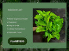 PLANTVERS Neon Pothos in a 6" Nursey Pot - Vibrant Lime Green Vining Plant - Air-Purifying Houseplant - Easy-Care Indoor Plant - Low Light Plant - Low Maintenance & Perfect for Indoor Garden & Office