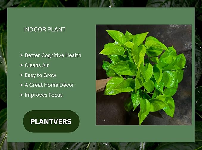 PLANTVERS Neon Pothos in a 6" Nursey Pot - Vibrant Lime Green Vining Plant - Air-Purifying Houseplant - Easy-Care Indoor Plant - Low Light Plant - Low Maintenance & Perfect for Indoor Garden & Office