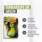 Venus Fly Trap Live Plant with 4.5" Green Terrarium + Carnivorous Plants Food Bundle with Feeding Tweezers - Carnivorous Plant Soil and Live Venus Flytrap