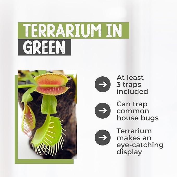 Venus Fly Trap Live Plant with 4.5" Green Terrarium + Carnivorous Plants Food Bundle with Feeding Tweezers - Carnivorous Plant Soil and Live Venus Flytrap