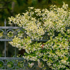 Star Jasmine/Confederate Jasmine - Trachelospermum Jasminoides. Live. Fragrant Flowers. (2 Plants in Cup)