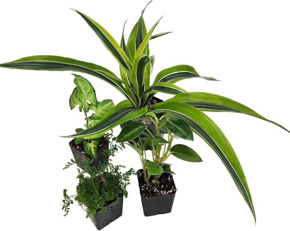 Josh's Frogs 18x18x25 Crested Gecko Vivarium Plant Kit