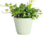Thorsen's Greenhouse Live Green English Ivy Plant, Hedera Helix, Natural Air Purifier, Easy to Grow, Live Indoor Houseplant, (Sage - 6" Pot)