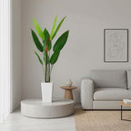 5.7FT Artificial Bird of Paradise Plant, Faux Evergreen Tropical Floor Plant in White Tall Planter, Decorative Banana Tree Indoor for Home Living Room Entryway Porch Office