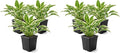 Live Perennial Hosta - Libby (3 Plants Per Pack), Beautiful Accent Plant, 10" Tall by 6" Wide in 1 Quart Pot (Pack of 2)