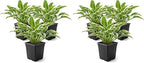 Live Perennial Hosta - Libby (3 Plants Per Pack), Beautiful Accent Plant, 10" Tall by 6" Wide in 1 Quart Pot (Pack of 2)