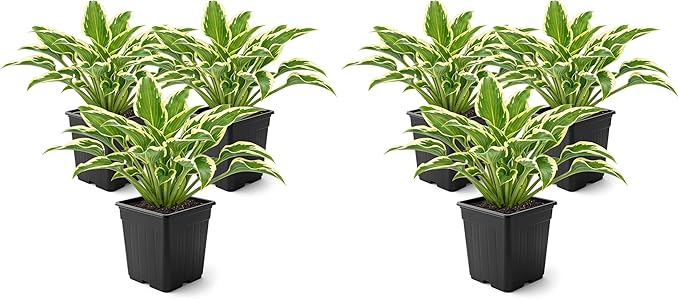 Live Perennial Hosta - Libby (3 Plants Per Pack), Beautiful Accent Plant, 10" Tall by 6" Wide in 1 Quart Pot (Pack of 2)