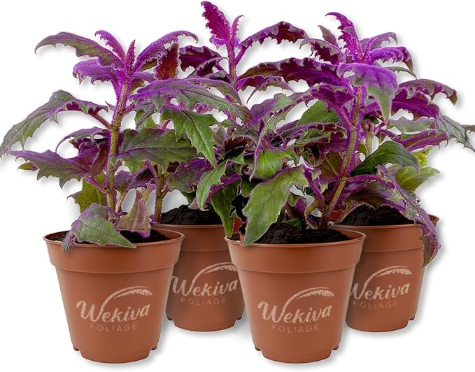 Purple Passion Plant - Royal Velvet - 4 Live Starter Plants - Gynura Aurantica - Beautiful Textured Colorful Foliage Indoor Houseplant