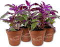 Purple Passion Plant - Royal Velvet - 4 Live Starter Plants - Gynura Aurantica - Beautiful Textured Colorful Foliage Indoor Houseplant