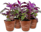 Purple Passion Plant - Royal Velvet - 4 Live Starter Plants - Gynura Aurantica - Beautiful Textured Colorful Foliage Indoor Houseplant