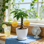 Money Tree Live Plants, Easy to Grow Indoor Houseplants in 4-Inch White Plastic Pot, with Decorative Card A