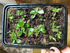 Noot Rooting Rescue Mix - 1 Quart - Coconut Chips Fibers Coco Coir Coarse Perlite - Root Rot Treatment - Rapid Roots for Propagation - Pre-Soaked & Ready to Use