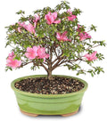 Brussel's Bonsai - Live Satsuki Azalea Flowering Bonsai Tree in Ceramic Bonsai Pot, Outdoor Bonsai Tree Live Plant, 8 Years Old, 10-14 Inches Tall, Easy Care Plant for Patio Garden (Large)