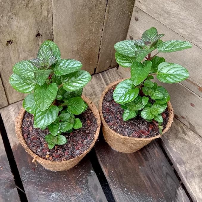Berries and Cream Mint Live Plants (5-9") - Pack of 3 (Three) - Rare Mentha Sp. Culinary Herb - Sweet Fruity Aroma for Tea & Desserts - Fast Growing Indoor/Outdoor Container Garden