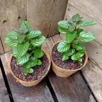 Berries and Cream Mint Live Plants (5-9") - Pack of 3 (Three) - Rare Mentha Sp. Culinary Herb - Sweet Fruity Aroma for Tea & Desserts - Fast Growing Indoor/Outdoor Container Garden