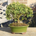 Brussel's Bonsai Live Harland Boxwood Bonsai Tree - Medium, 5 Years, 8 to 12 Inches Tall - Outdoor Bonsai Tree with Ceramic Bonsai Pot