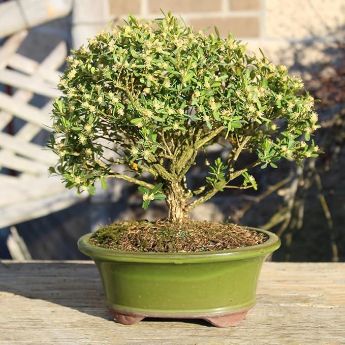 Brussel's Bonsai Live Harland Boxwood Bonsai Tree - Medium, 5 Years, 8 to 12 Inches Tall - Outdoor Bonsai Tree with Ceramic Bonsai Pot