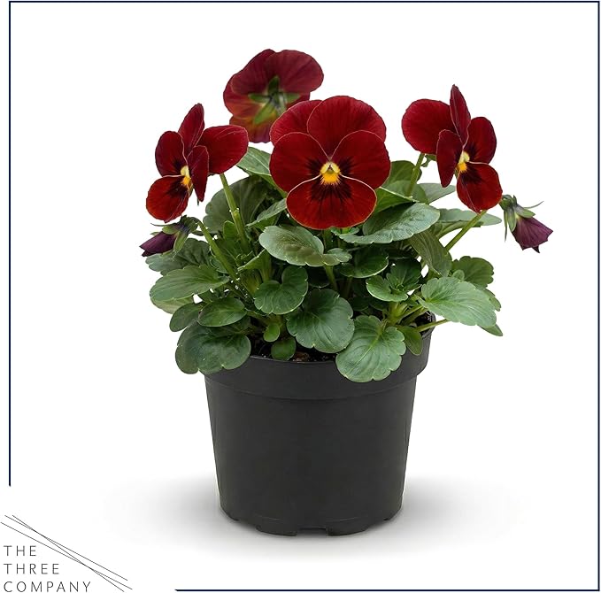 Live Healthy Flowering Pansies - Red Blotch (4 Plants Per Pack), Beautiful Winter Color, 6" Tall by 4" Wide in 1 Pint Square Pot