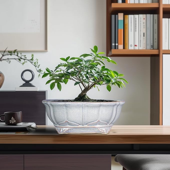 11 Inch Bonsai Pots - Ceramic Bonsai Planters for Indoor Outdoor Plants, Succulent Pots with Drainage Hole, Shallow Planter, Decorative Flower Pot, Home Decor, House Warming Gifts, Oval Grey