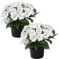 Live Flowering Sunpatiens - White (2 Plants Per Pack), Beautiful Annual Summer Color, 10" Tall by 6" Wide in 1 Quart Pot