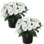 Live Flowering Sunpatiens - White (2 Plants Per Pack), Beautiful Annual Summer Color, 10" Tall by 6" Wide in 1 Quart Pot
