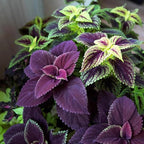 100+ Mixed Coleus Flower Plant Seeds Rainbow Groundcover Flowers Garden Plant
