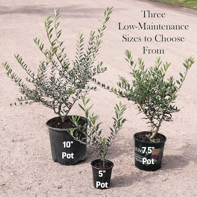 American Plant Exchange Arbequina Olive Tree – Live 6-Inch Pot, Fruit Bearing Tree, Cold Hardy Edible Variety for Containers, Patios, and Mediterranean-Inspired Gardens