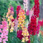 Mix Snapdragon Seeds for Planting, 200+pcs Rare Midnight Snapdragon Perennial Flower Seeds Plants, Non-GMO Heirloom Beauty Hummingbird Pollinate Flowers for Home Garden Outdoors
