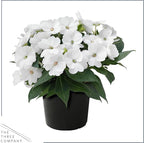 Live Flowering Sunpatiens - White (2 Plants Per Pack), Beautiful Annual Summer Color, 10" Tall by 6" Wide in 1 Quart Pot