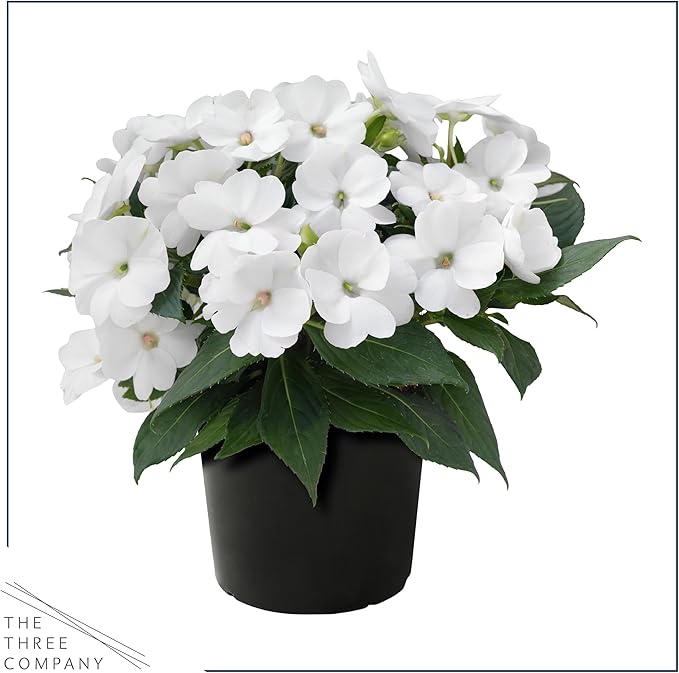 Live Flowering Sunpatiens - White (3 Plants Per Pack), Beautiful Annual Summer Color, 10" Tall by 6" Wide in 1 Quart Pot