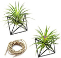 Hanging Air Plants Holders, 2Pcs Metal Air Plant Hangers for S-M Sized Air Plants, Himmeli Geometric Planter to Add a Sense of Style and Relaxation for Home Office Wedding (Black, 2pcs)
