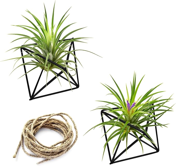 Hanging Air Plants Holders, 2Pcs Metal Air Plant Hangers for S-M Sized Air Plants, Himmeli Geometric Planter to Add a Sense of Style and Relaxation for Home Office Wedding (Black, 2pcs)