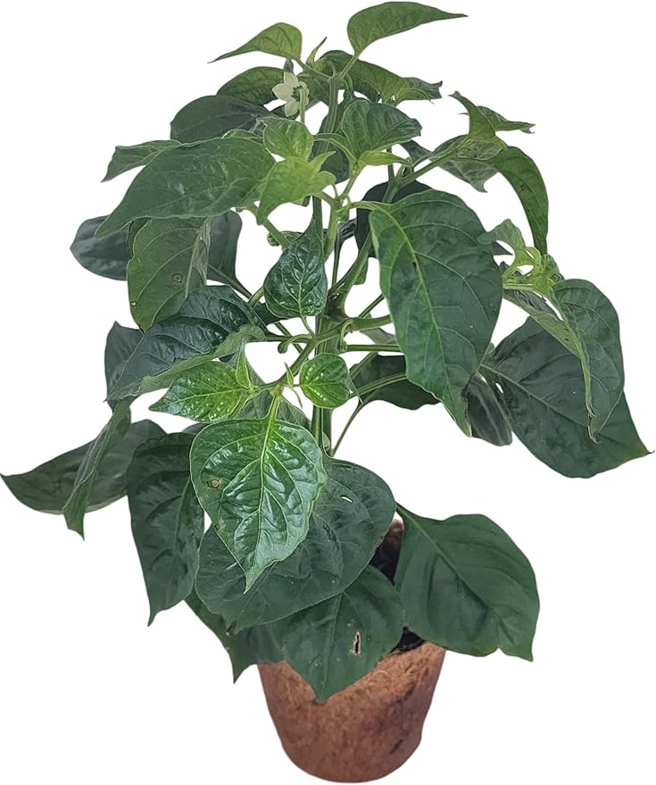 Unique Gardener Plant-It Starters Plant Seeds 4-Pack, DIY Indoor Succulents and Live Plants for Home or Garden Planting, Hot Peppers
