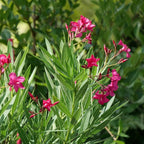 Hardy Oleander - Evergreen Flowering Landscape Plants (Austin Pretty Limits Oleander - 3 gal)