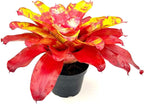 ragnaroc Live Plants – Bromeliad Neoregelia Golden Gate, 8-12" in 6" Pot - 1ct - Live Arrival Guaranteed - House Plants for Home Decor & Gift