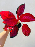 Southeast Asian Aglaonema Suksom Jaipong, Indoor Tropical Plant, Glossy Neon Red and Green Leaves, Rare Collector's Variety, Low Light, Live Plant
